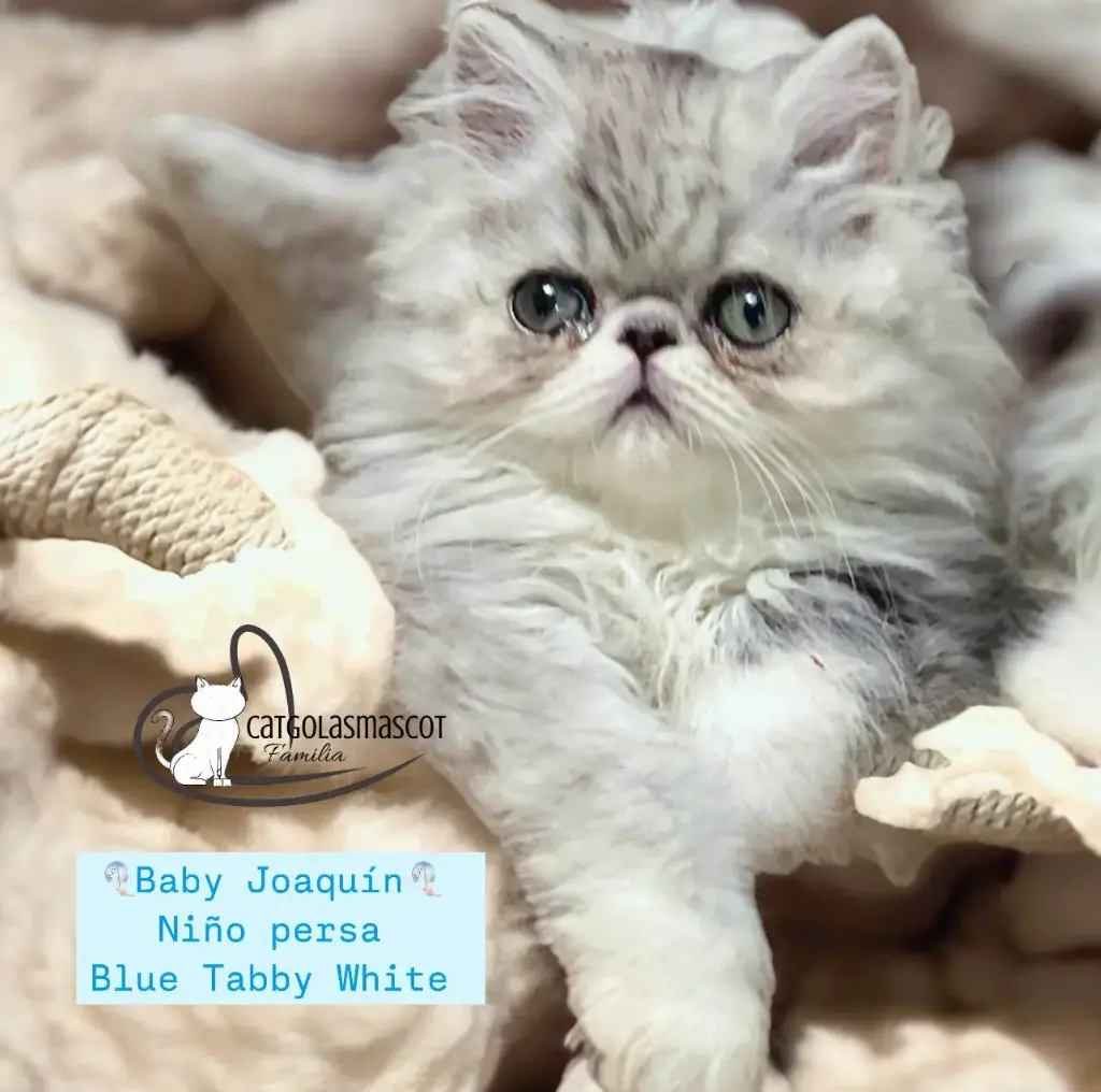 Niño Persa Blue Tabby White Baby Joaquín