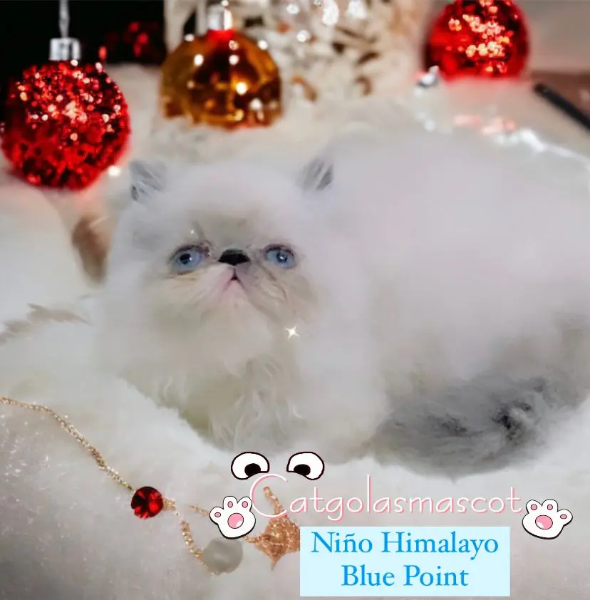 Niño Himalayo Blue Point