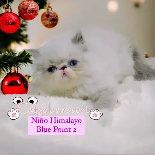 Niño Himalayo Blue Point 2