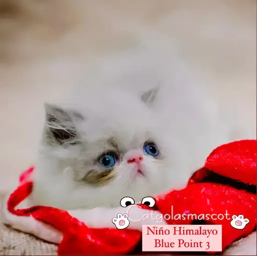 Niño Himalayo Blue Point 3
