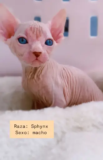 Sphynx Macho