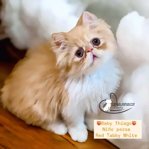 Niño Persa Red Tabby White
