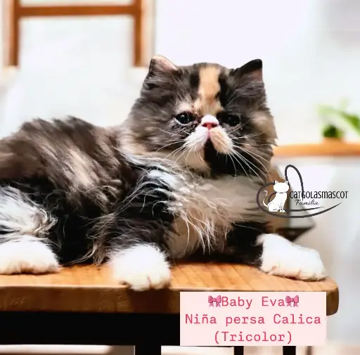 Niña Persa Black Tortie - White (Calica) 