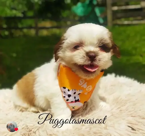 Shih Tzu