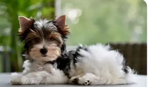  Biewer terrier mini