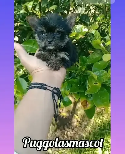 Yorkshire mini