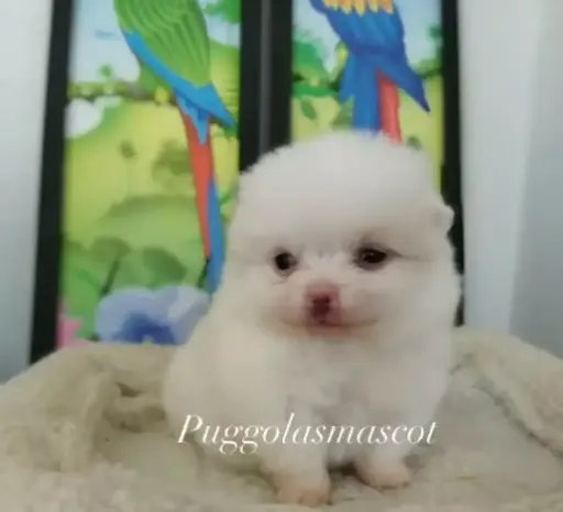 Pomerania Lulú